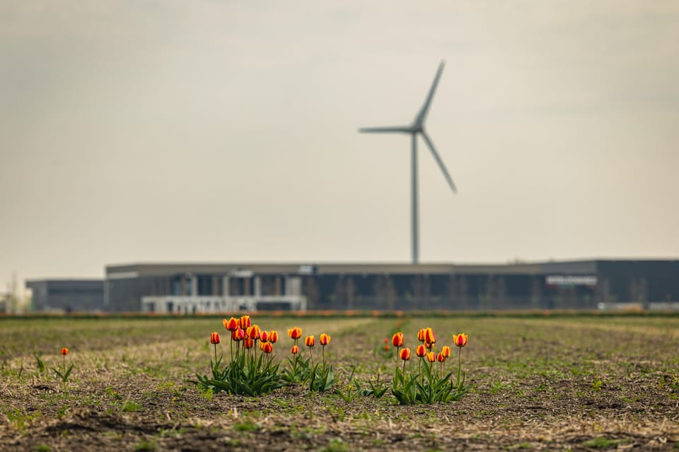 A row of orange tulips before a wind turbine on flat Dutch farmland.